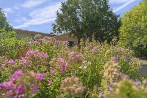 Colorful flowers in front of a house with trees, under a blue sky.