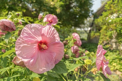 Close-up of large pink hibiscus flowers surrounded by green foliage in a sunny garden.
