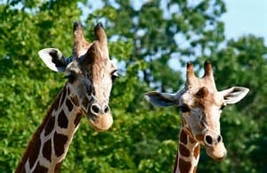 Giraffes.