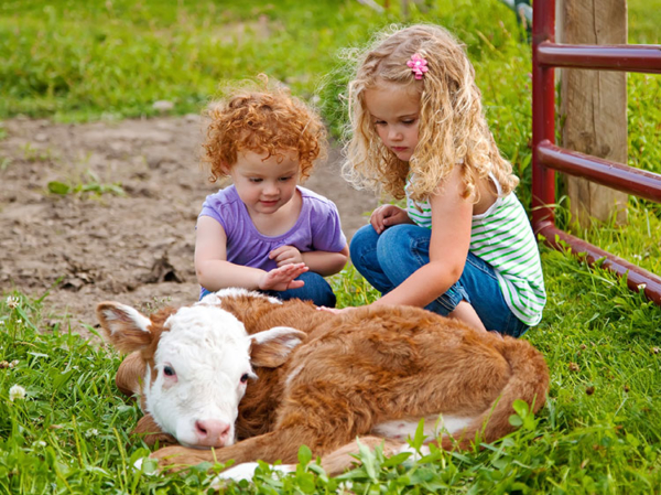 Young girls petting a calf.