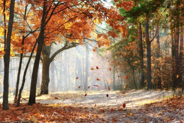 Forest with autumn leaves.