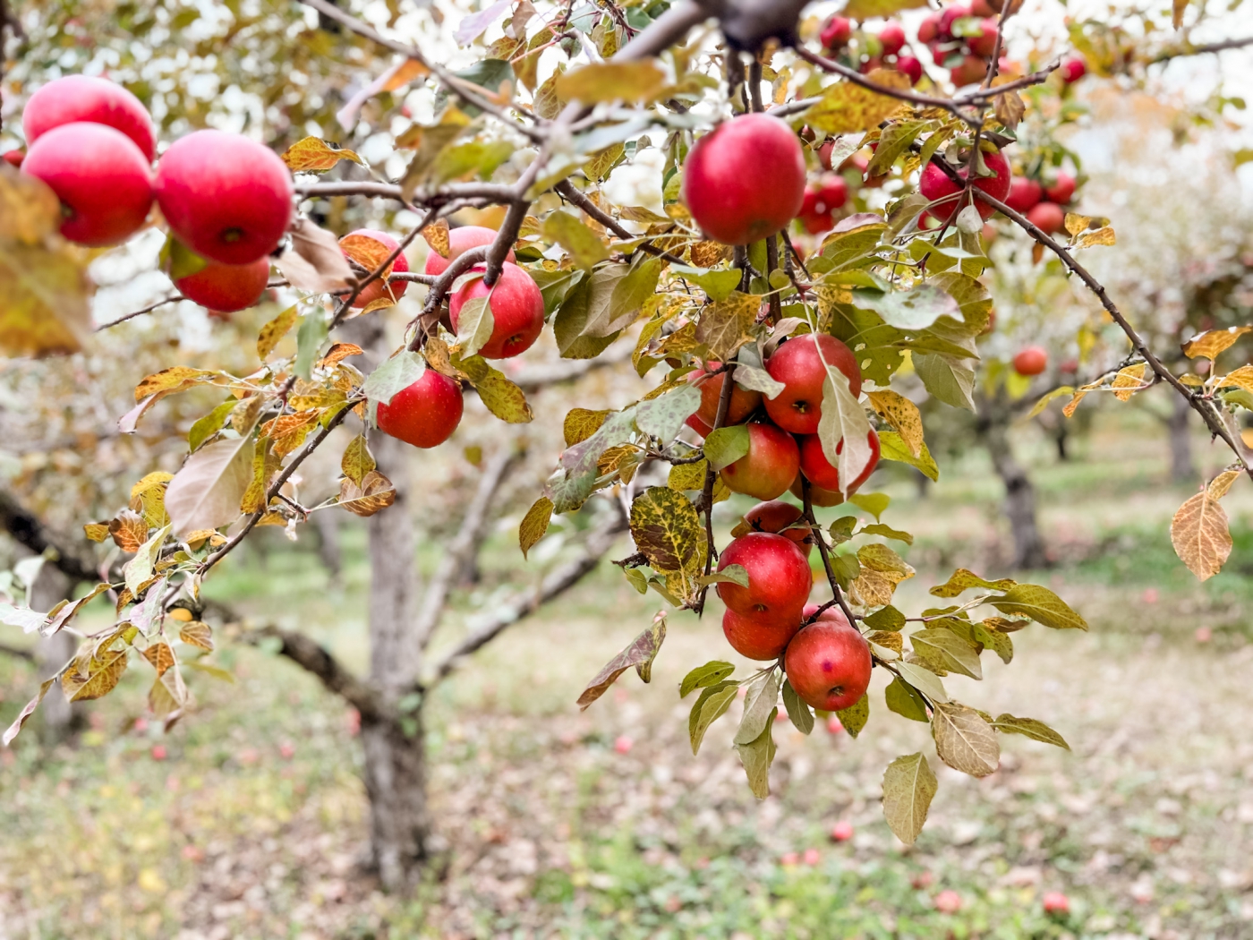 311167098_5431731006864429_7372648479892096315_n Apple Orchards